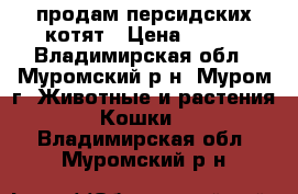 продам персидских котят › Цена ­ 500 - Владимирская обл., Муромский р-н, Муром г. Животные и растения » Кошки   . Владимирская обл.,Муромский р-н